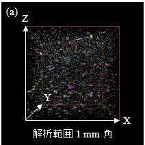 個別CNF 解析範囲1mm角