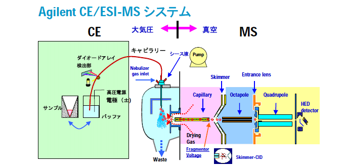図1:CE/MS装置の概略図