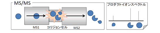 図2:MS/MS測定