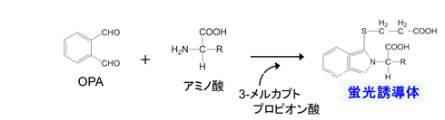 図1:一級アミノ酸の誘導体化