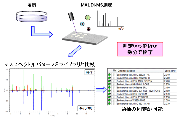図1:MALDI-MSによる微生物同定の分析フロー