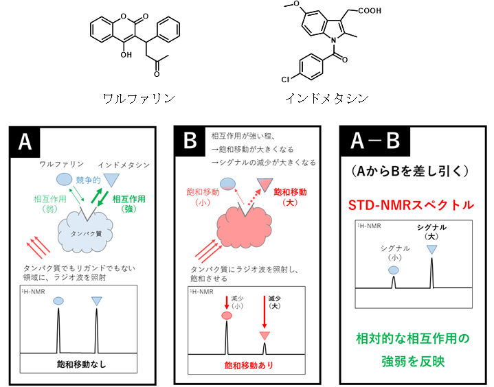 図1：STD-NMR法の模式図（相互作用の強さが異なる2種の医薬品の場合）