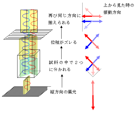 図1:偏光照明の概略図