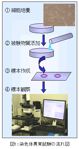 図1:染色体異常試験の流れ図
