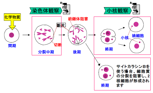 図1:小核生成模式図