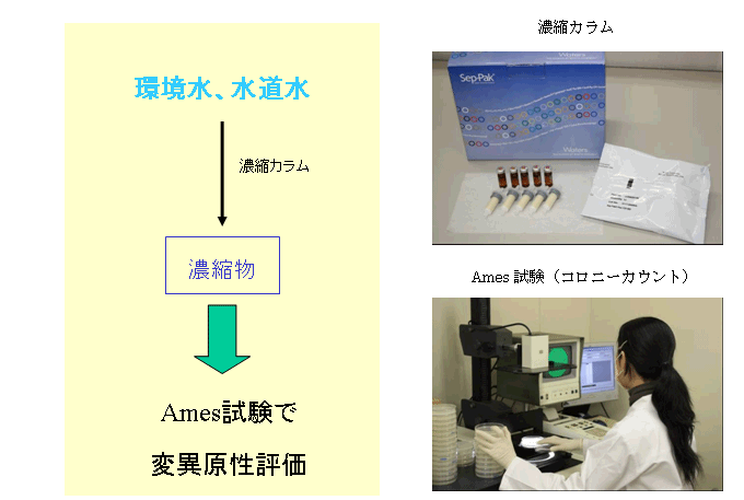 図:上水試験法に基づくAmes試験の流れ